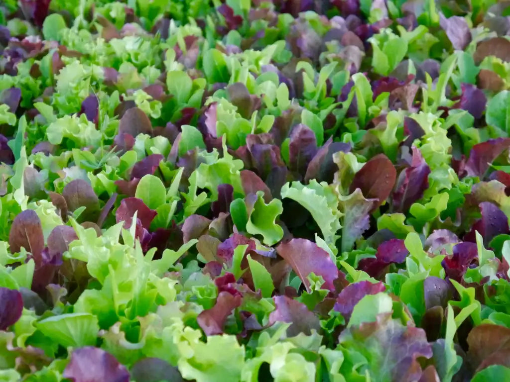 Mixed Mesclun Gemüsesamen for Your Garden