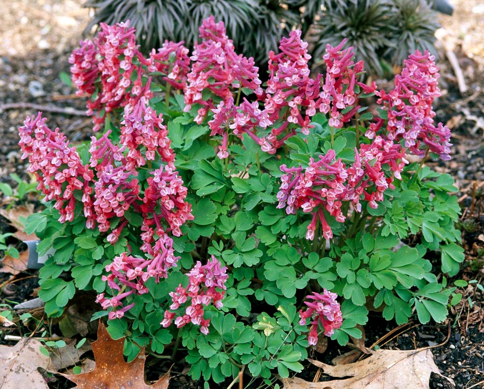 Corydalis Blumensamen zur Aussaat – Schnitt Blume beliebt – Traditionssorte & ohne Gentechnik Samen Hausgarten