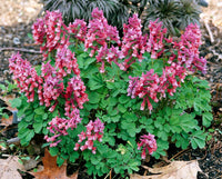 Corydalis Blumensamen zur Aussaat – Schnitt Blume beliebt – Traditionssorte & ohne Gentechnik Samen Hausgarten