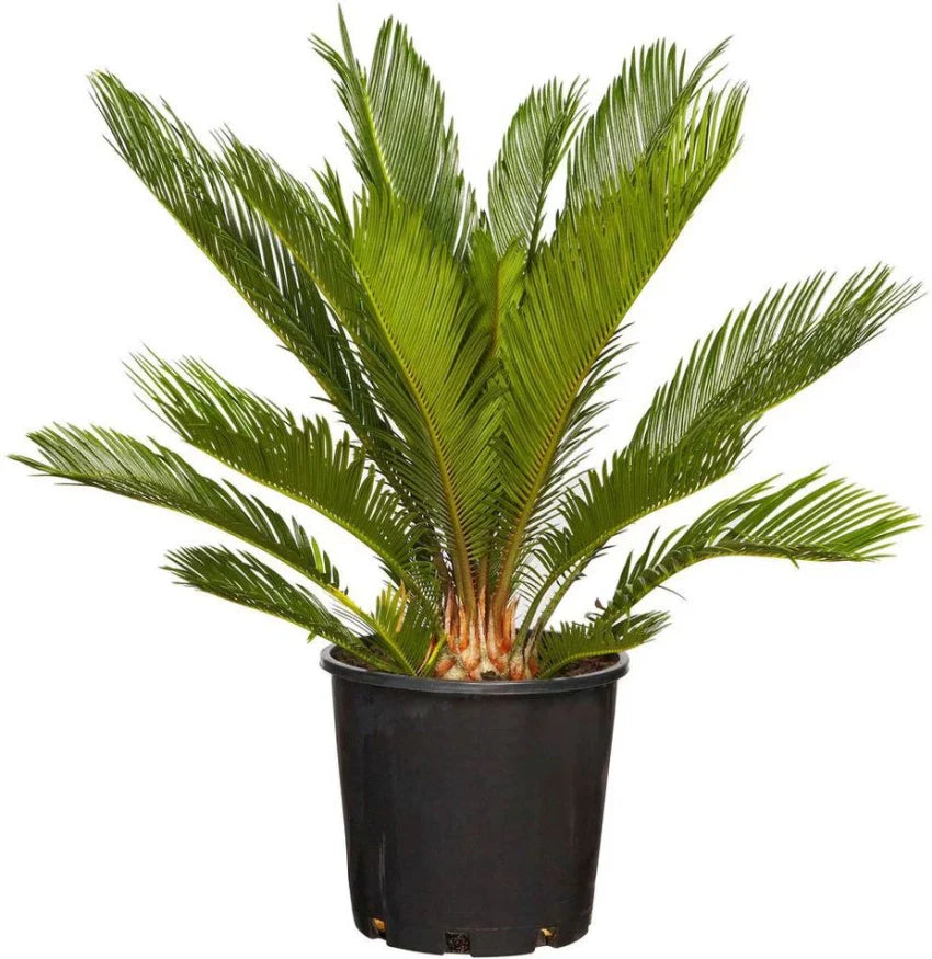 Grün cycads blume samen for anpflanzung - colorful display, heirloom & gmo free samen for home garten
 
 sale samen for home garten