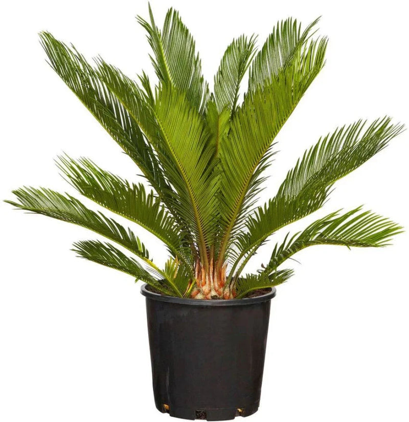 Grün cycads blume samen for anpflanzung - colorful display, heirloom & gmo free samen for home garten
 
 sale samen for home garten