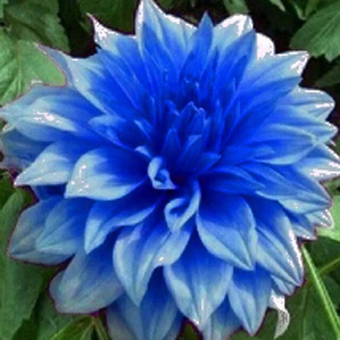 Himmelblau Dahlie Blumensamen zur Aussaat – lang Blüte Saison Traditionssorte & ohne Gentechnik Samen Hausgarten