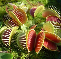 Sonnentau Clip Venus Flytrap Samen zur Aussaat Hausgarten Blume Beet