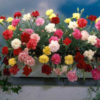 Bordeaux Carnations Blumensamen zur Aussaat – Traditionssorte ohne Gentechnik Wildblume Mischung biologisch Garten Samen Keimung