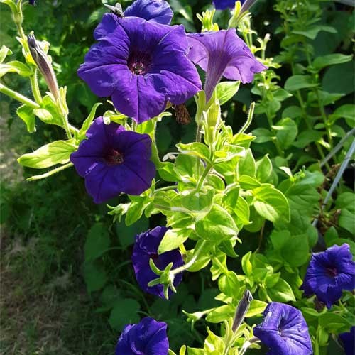 tief Blau Petunie Blumensamen zur Aussaat Traditionssorte ohne Gentechnik Anzucht Garten Blüten