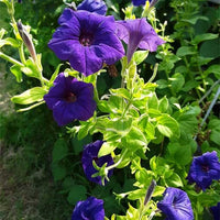 tief Blau Petunie Blumensamen zur Aussaat Traditionssorte ohne Gentechnik Anzucht Garten Blüten