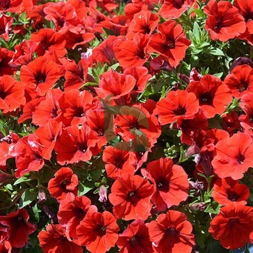 Rot Petunie Petals Blume Samen zur Aussaat üppig und farbenfroh Gärten