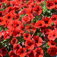 Rot Petunie Petals Blume Samen zur Aussaat üppig und farbenfroh Gärten