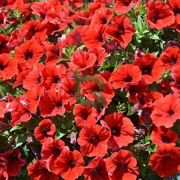 Rot Petunie Petals Blume Samen zur Aussaat üppig und farbenfroh Gärten