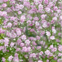Rose Rosa Gypsophila Paniculata Blumensamen zur Aussaat Drought verträglich Traditionssorte & ohne Gentechnik Samen Hausgarten