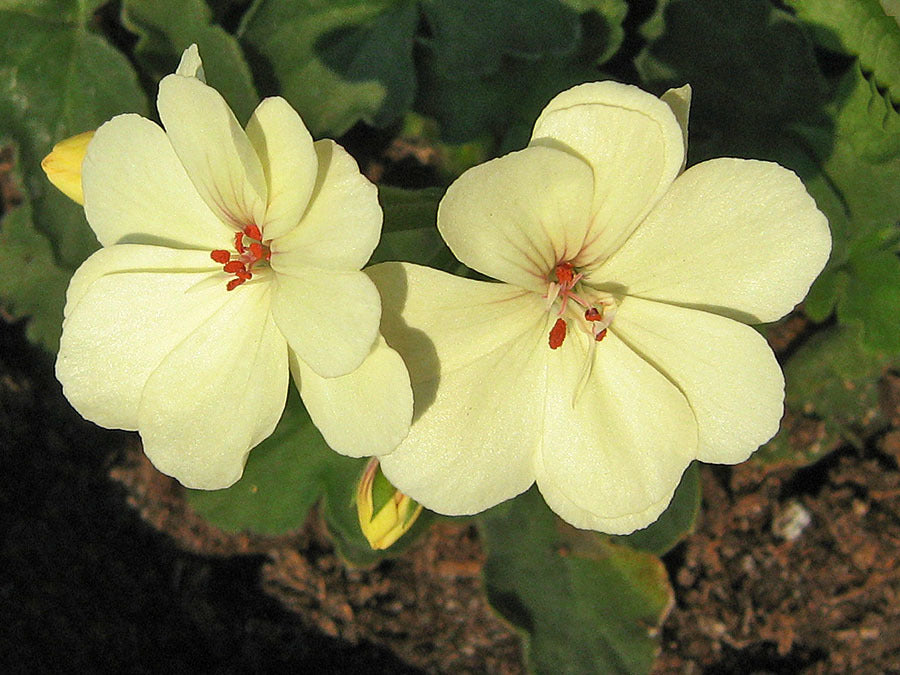 Geranie Gelb Blumensamen zur Aussaat – farbenfroh Schau – Traditionssorte & ohne Gentechnik Samen Hausgarten