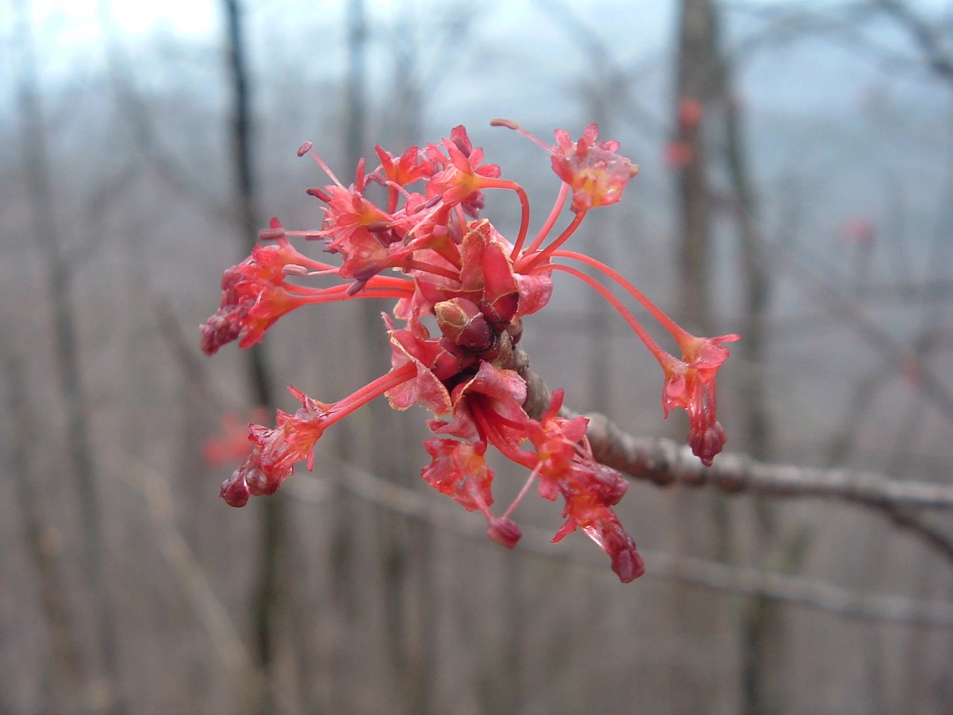 Maple Blumensamen zur Aussaat – robust Sorte – Traditionssorte & ohne Gentechnik Samen Hausgarten