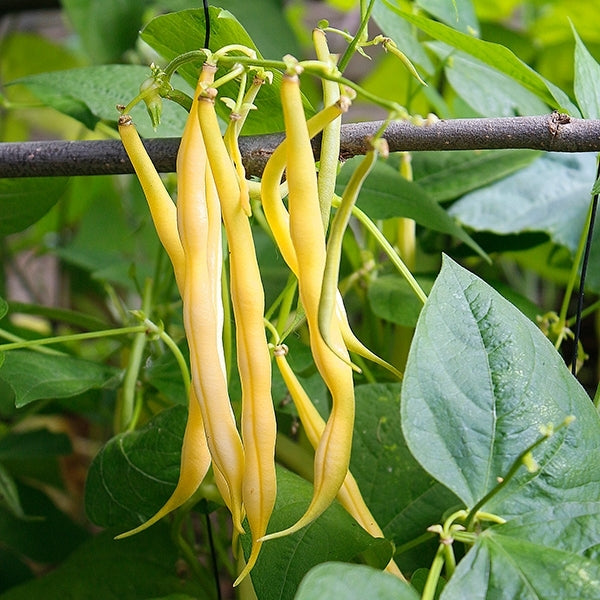 Gelb Bean Gemüse Samen zum Pflanzen
