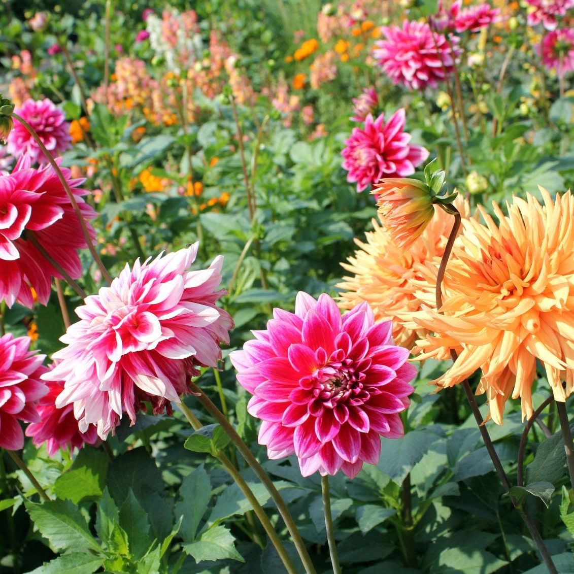 Dahlie Blumensamen zur Aussaat kompakt Wuchs Traditionssorte & ohne Gentechnik Samen Hausgarten