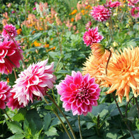 Mischung Dahlie Pompon Samen zur Aussaat farbenfroh Blume Garten Blüten – Anzucht Frühling