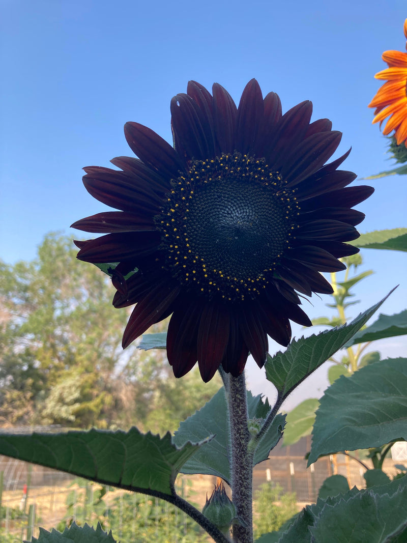 Schwarz Sonnenblume Blumensamen zur Aussaat – ideal Rabatten – Traditionssorte & ohne Gentechnik Samen Hausgarten