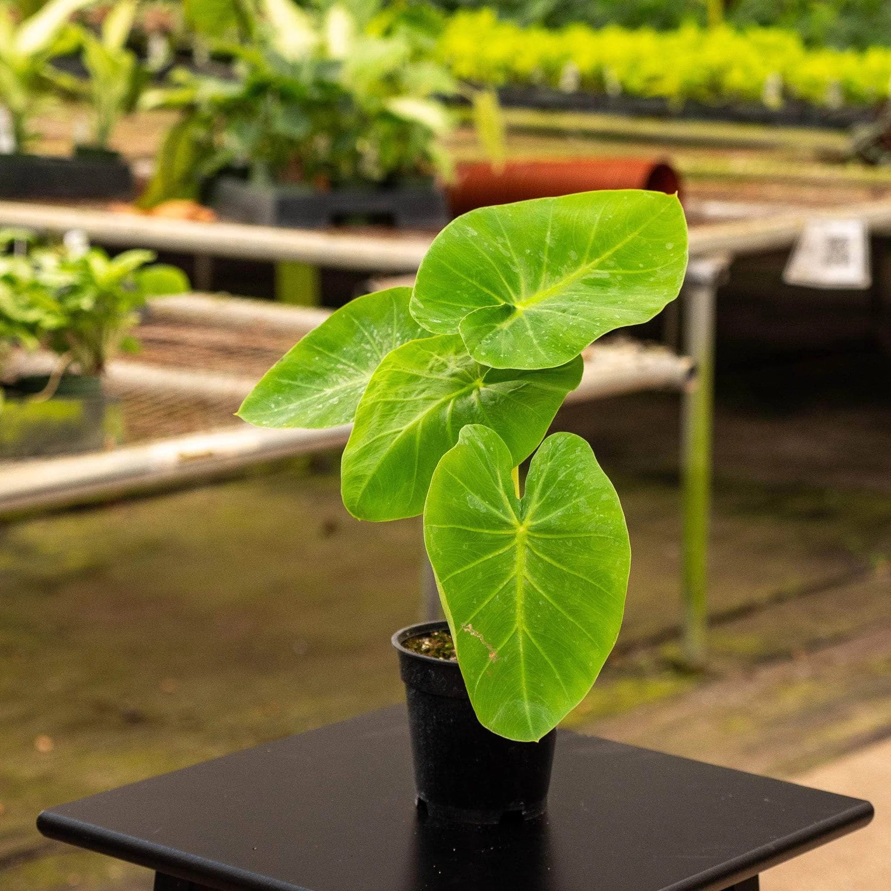 Colocasia Blumensamen zur Aussaat pflegeleicht Traditionssorte & ohne Gentechnik Samen Hausgarten