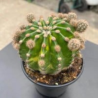 Echinopsis Chamaecereus Blumensamen zur Aussaat duftend Blüten Traditionssorte & ohne Gentechnik Samen Hausgarten