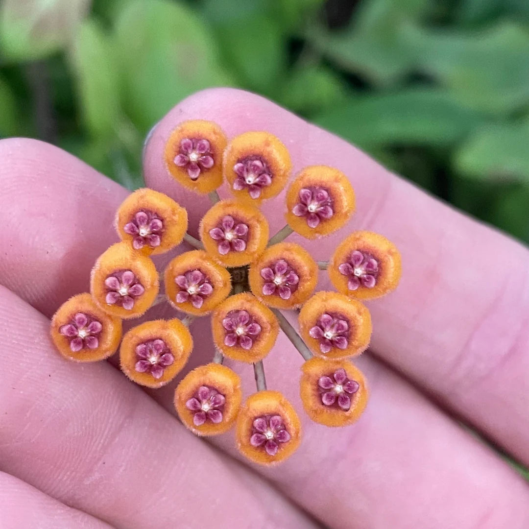 hell Orange Hoya Blumensamen zur Aussaat Wildblume Mischung Traditionssorte & ohne Gentechnik Samen Hausgarten