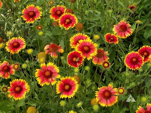 Gelb Gaillardia Aristata Blume Aussaat – Samen leuchtend Blüten Garten