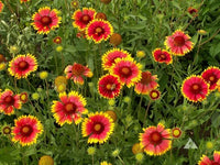 Gelb Gaillardia Aristata Blume Aussaat – Samen leuchtend Blüten Garten