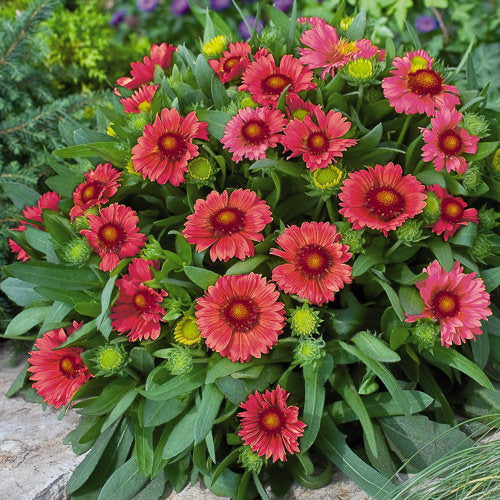 Rot Arizona Blumensamen zur Aussaat – Drought verträglich – Traditionssorte & ohne Gentechnik Samen Hausgarten
