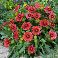 Rot Arizona Blumensamen zur Aussaat – Drought verträglich – Traditionssorte & ohne Gentechnik Samen Hausgarten
