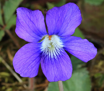 Gaillardia blau violet samen for anpflanzung high quality non gmo samen