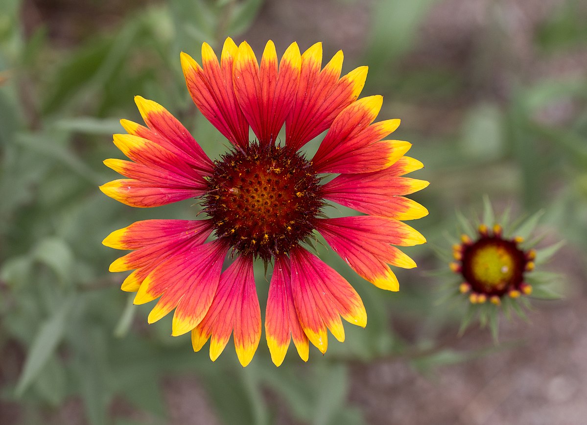 Non-gmo gaillardia blume samen for anpflanzung