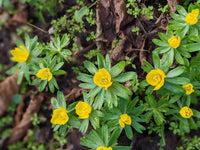 Non-gmo gaillardia hyemalis blume samen for easy growth
