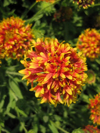 Gaillardia Decke Samen leuchtend – Cheerful Gaillardia Blumen
