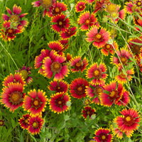 Gaillardia samen for colorful garten anpflanzung