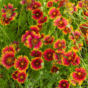 Gaillardia samen for colorful garten anpflanzung