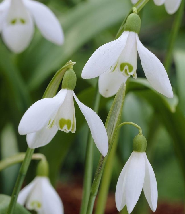 Galanthus Blumensamen zur Aussaat sonnenliebend Traditionssorte & ohne Gentechnik Samen Hausgarten