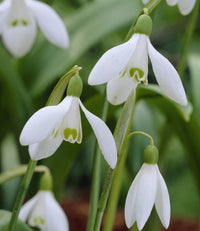 Galanthus Blumensamen zur Aussaat sonnenliebend Traditionssorte & ohne Gentechnik Samen Hausgarten