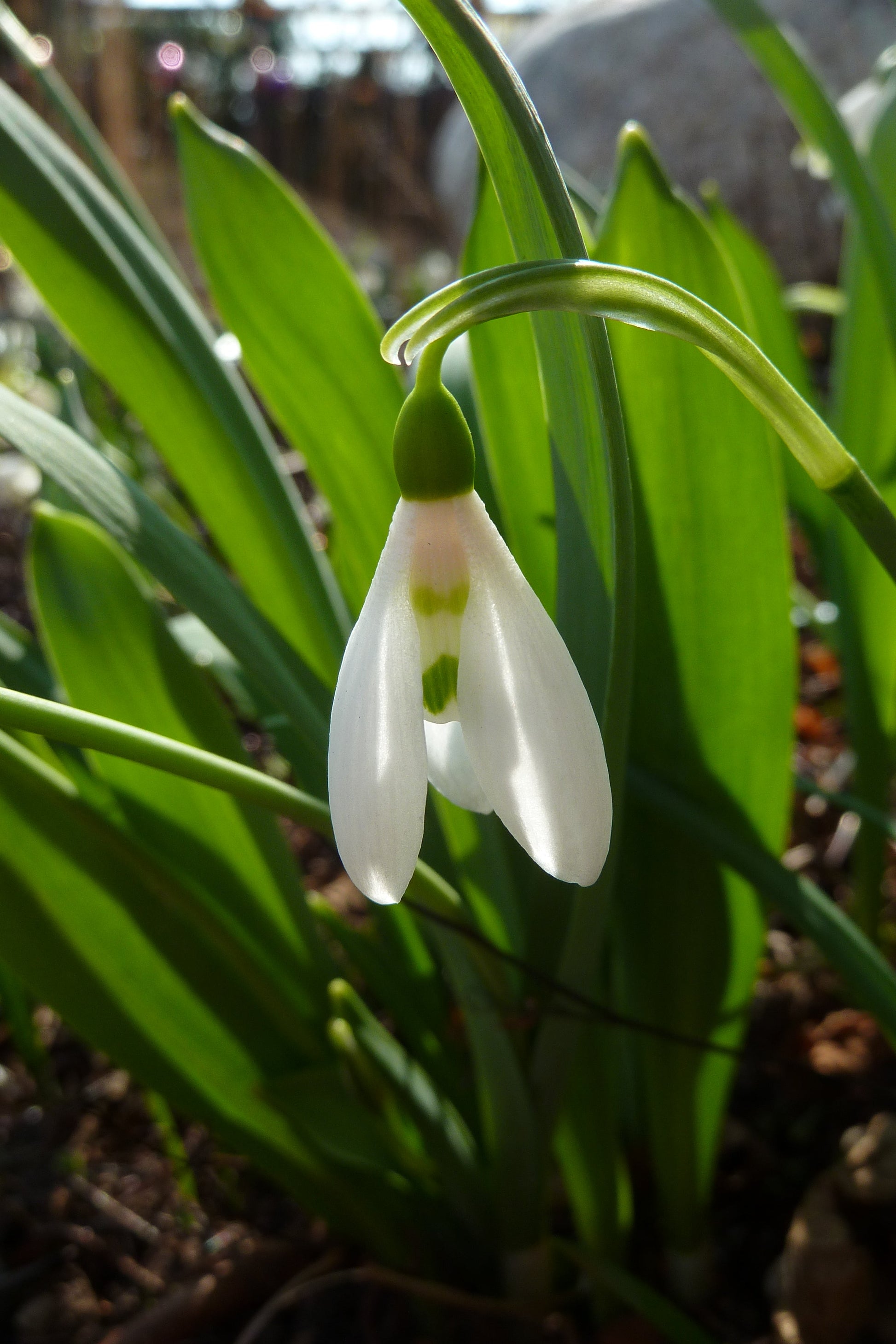 Galanthus blume samen – delicate weiß garten blooms