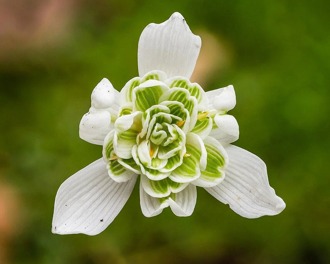 Galanthus Snowdrop Samen zur Aussaat – Early Frühling Blüten