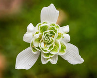 Galanthus Snowdrop Samen zur Aussaat – Early Frühling Blüten