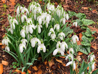 Galanthus samen for anpflanzung – snowdrop weiß blume blooms