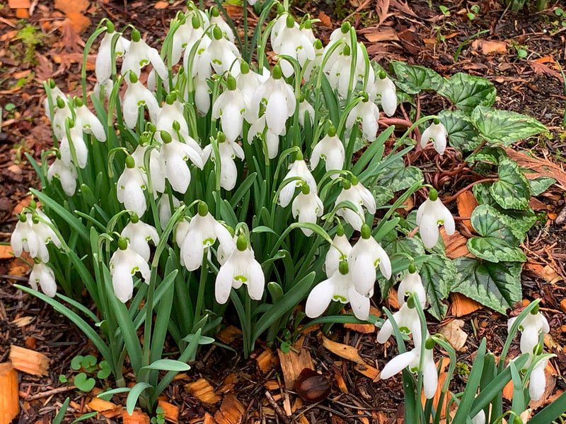 Galanthus samen for anpflanzung – snowdrop weiß blume blooms