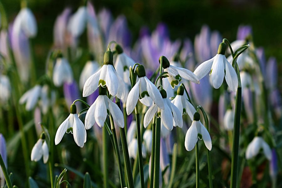 Nivalis Blumensamen zur Aussaat – leuchtend Blüten für Ihren Garten