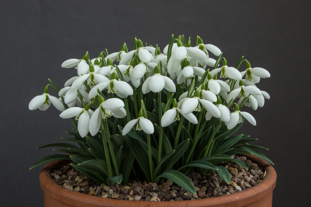Galanthus weiß blumen – early spring blooming samen