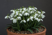 Galanthus weiß blumen – early spring blooming samen