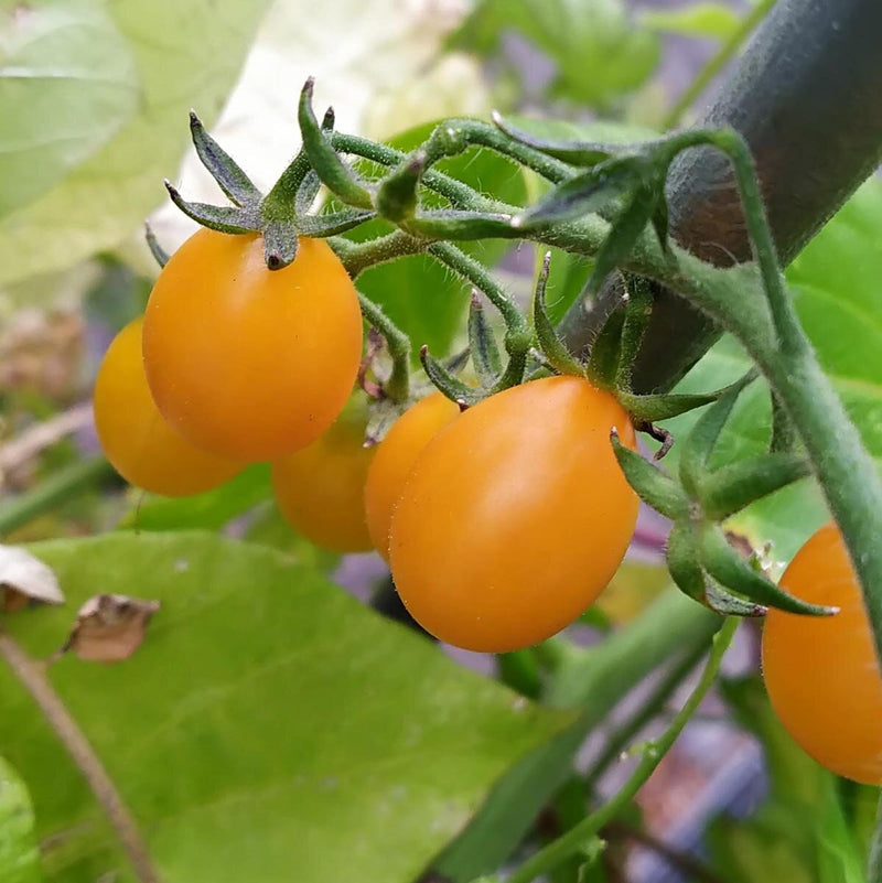 Gold Tomate Samen for Gemüse Planting