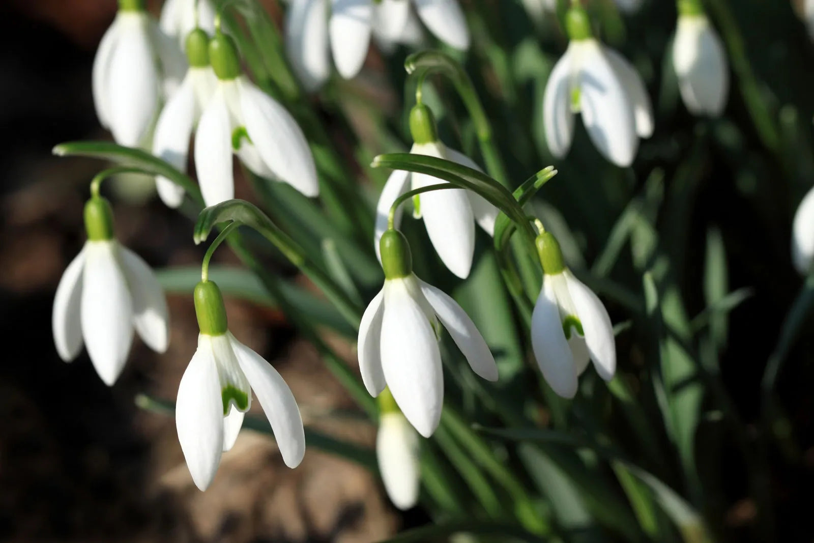 Galanthus Blumensamen zur Aussaat – kompakt Wuchs – Traditionssorte & ohne Gentechnik Samen Hausgarten