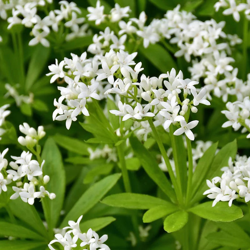 Asperula Blumensamen zur Aussaat Landhaus Garten wichtig Traditionssorte & ohne Gentechnik Samen Hausgarten