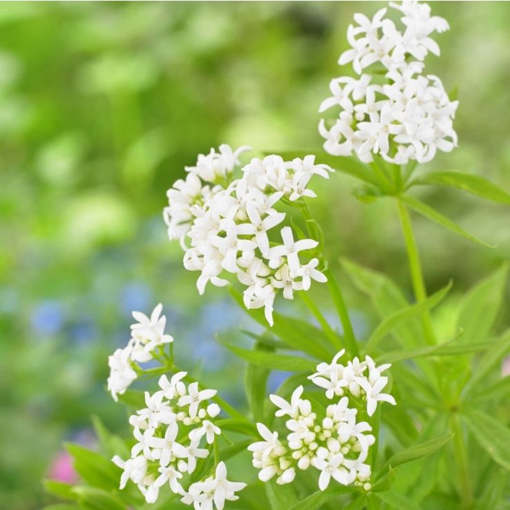 Asperula Blumensamen zur Aussaat Landhaus Garten wichtig Traditionssorte & ohne Gentechnik Samen Hausgarten