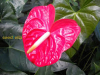 Anthurium andraeanu blumen in garten