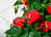 Garten anthurium blume samen
