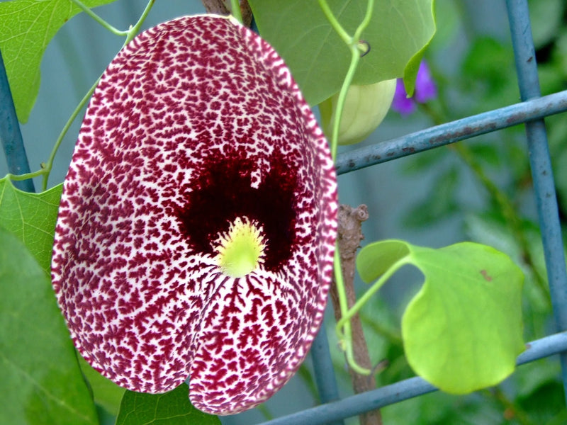 Aristolochia elegans vines on garten arch